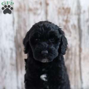 Holly, Mini Labradoodle Puppy